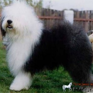 Великолепная собака породы Бобтейл грациозный и пушистый