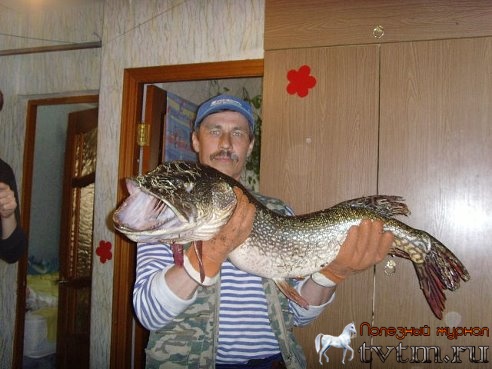 Самая большая щука Тюменского рыбака!