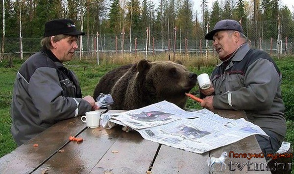 Настоящая дружба медведя и человека в России и по-Русски!