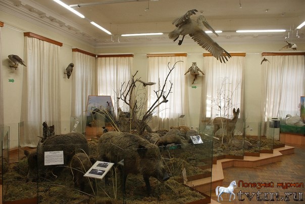 Тюменский краеведческий музей "Городская дума"